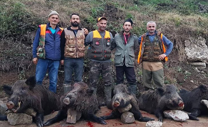 Ordu’da yaban domuzlarına sürek avı