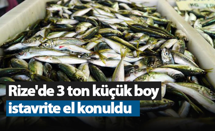 Rize'de 3 ton küçük boy istavrite el konuldu