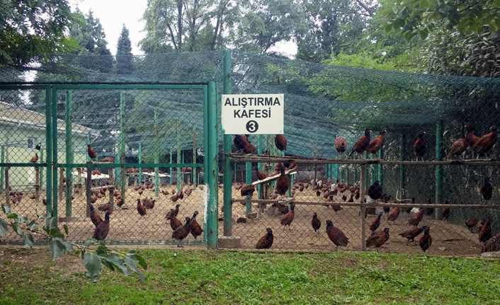 Türkiye'nin ‘sülün’ü Samsun’dan