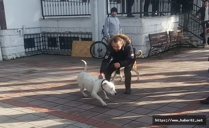 Sahibiyle kavga edeni kolundan ısırdı 