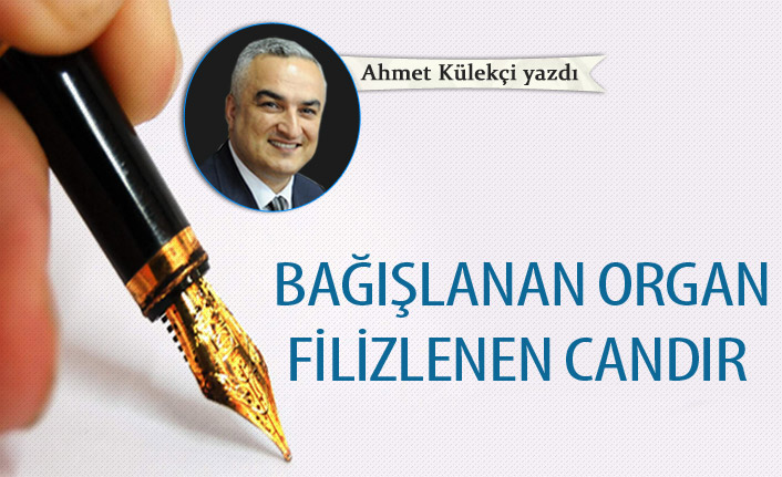 Bağışlanan organ filizlenen candır