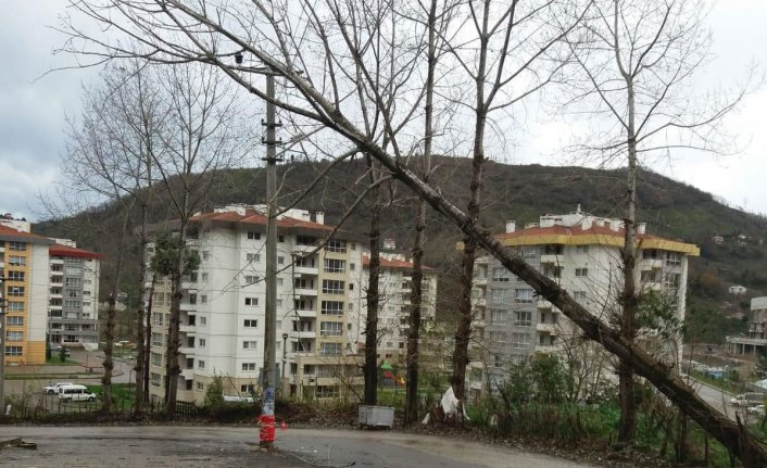 Rüzgara dayanamayan ağaç elektrik tellerine dayandı 