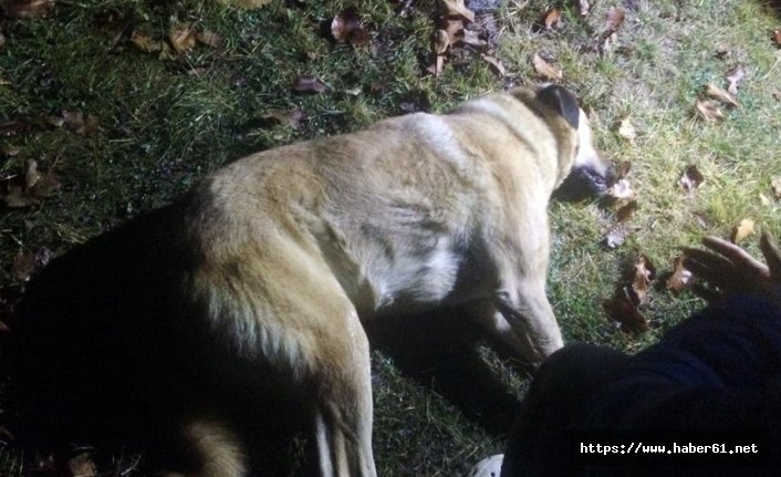 Başkent’te 8 sokak köpeği zehirlendi