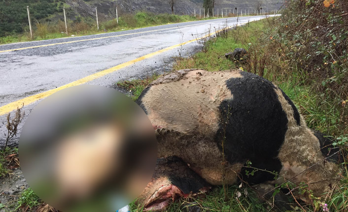 Samsun'da yol kenarında esrarengiz görüntü!