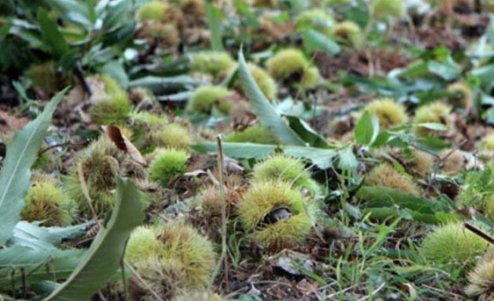 Ordu'da kestane ormanları koruma altına alınıyor