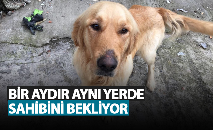 Bir aydır aynı yerde sahibini bekliyor