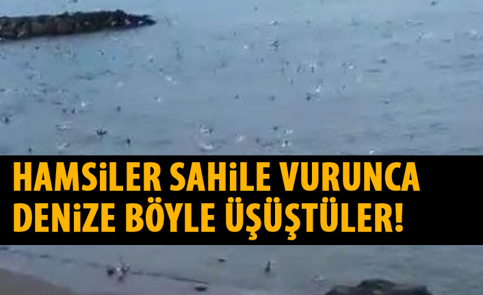 Hamsiler sahile vurunca böyle üşüştüler