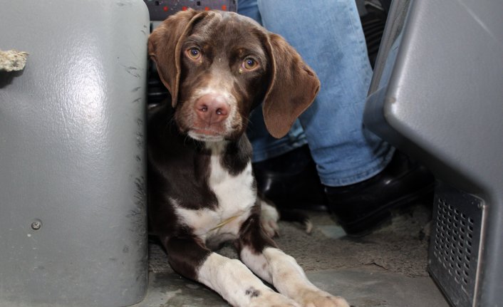  Soğuktan üşüyen köpek dolmuşa sığındı