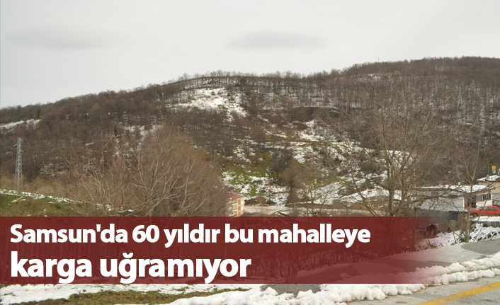 Samsun'da 60 yıldır bu mahalleye karga uğramıyor