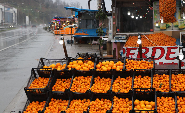 Çaya alternatif mandalina yetiştirdiler