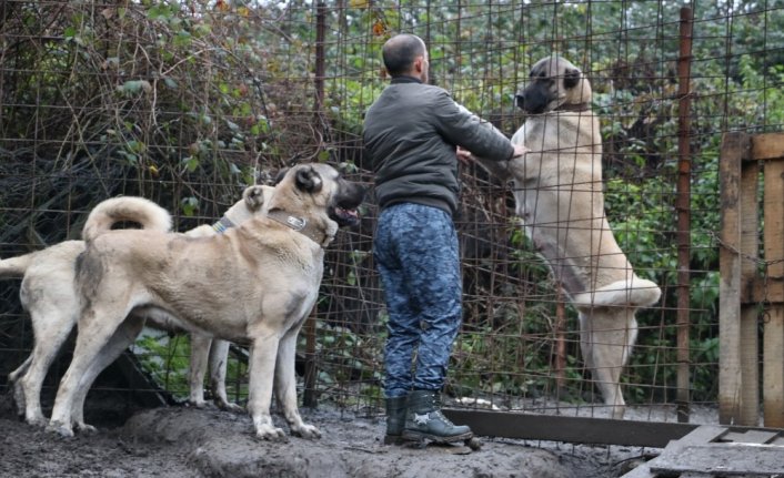 Bu köpeklerin değeri otomobille yarışıyor