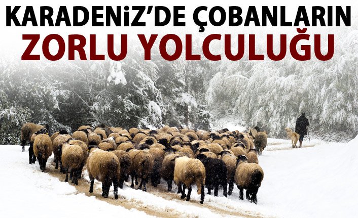 Rize Çobanların zorlu dönüş yolculuğu