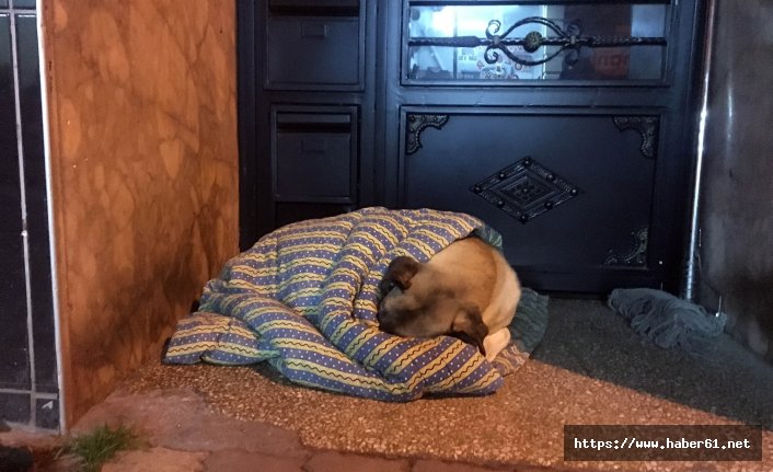 Taksiciler, sokak köpeğini battaniye ile ısıttı