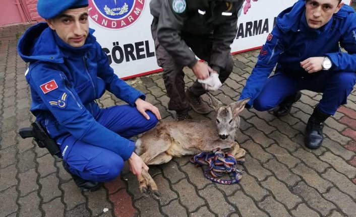 Yaralı karaca yavrusuna jandarmadan şefkat eli 