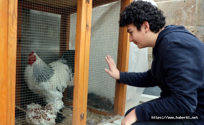 15 tatilde tavuklarını görüntülü arayacak