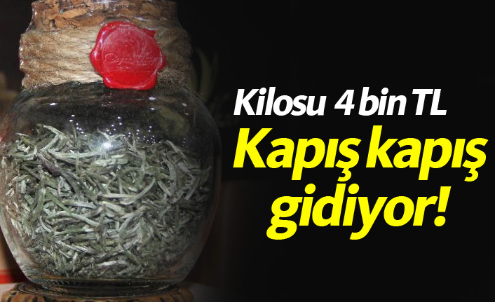 Kilosu 4 Bin TL, kapış kapış gidiyor!