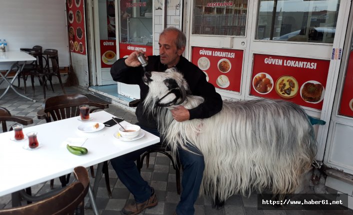 İstanbul'da fıkra gibi olay! Sahibiyle lokantada yemek yiyen keçiye köpek saldırdı 