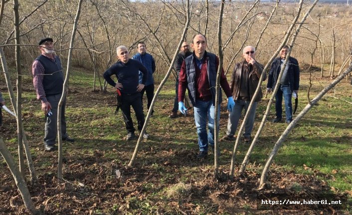 Fındık bahçelerinin yenilenmesine bilimsel destek