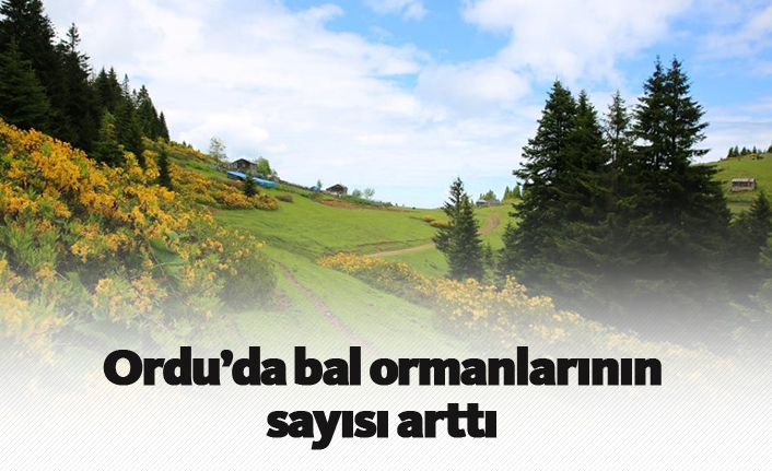 Ordu'da bal ormanlarının sayısı arttı