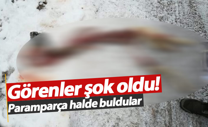 Kurtlar köpeği paramparça etti!