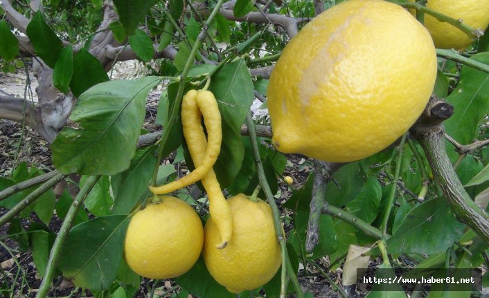  Biber görünümlü limon