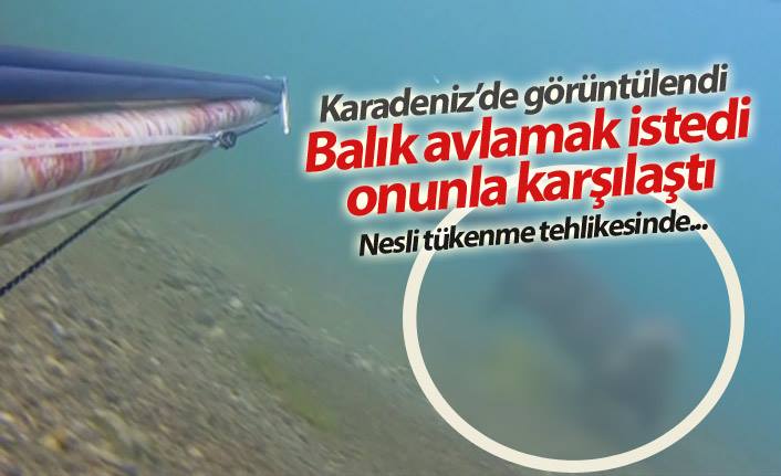 Karadeniz'de görüntülendi! Balık avlamak istedi onunla karşılaştı