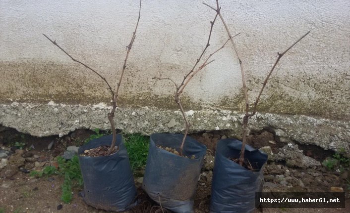 Kokulu üzümün kaybolmaması için fidan dağıtıldı