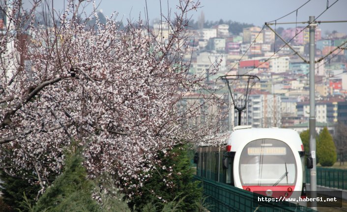 Çiçek açan ağaçlar şehre renk kattı 