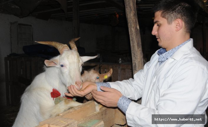 İsviçre keçisinin sütünden yaptığı kadayıf tatlısı yok satıyor