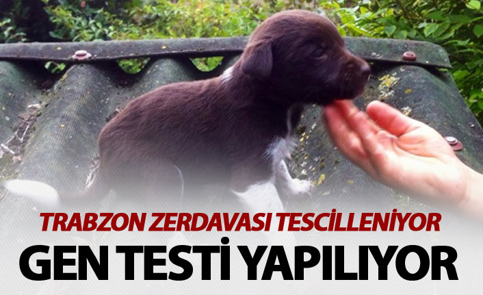 Trabzon Zerdavası için gen testi yapılıyor