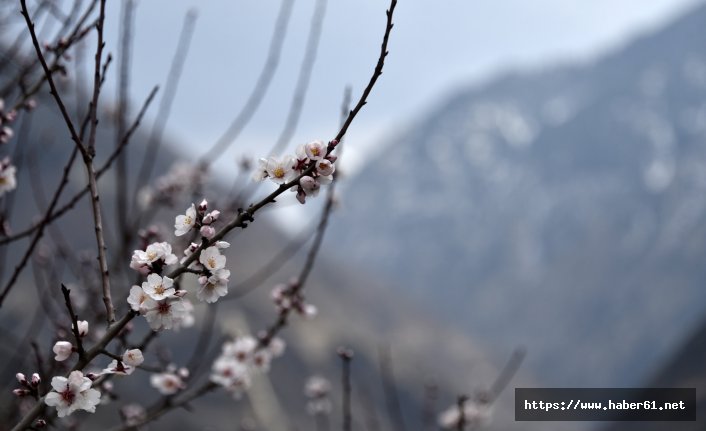 Gümüşhane’de badem ağaçları çiçek açtı