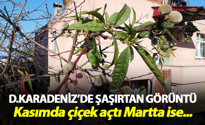 Doğu Karadeniz'de şaşırtan görüntü - Kasımda çiçek açtı martta ise...