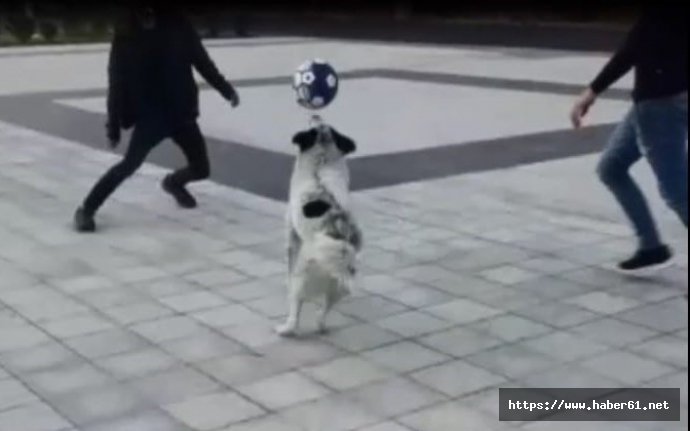 Futbolcu köpek görenleri mest ediyor!