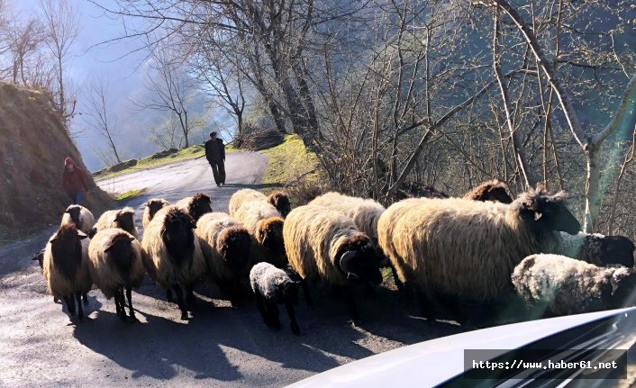 Koyunların yayla göçü başladı