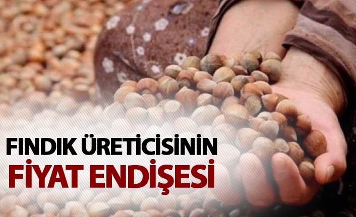 Üretici fındık fiyatının düşmesinden endişe ediyor