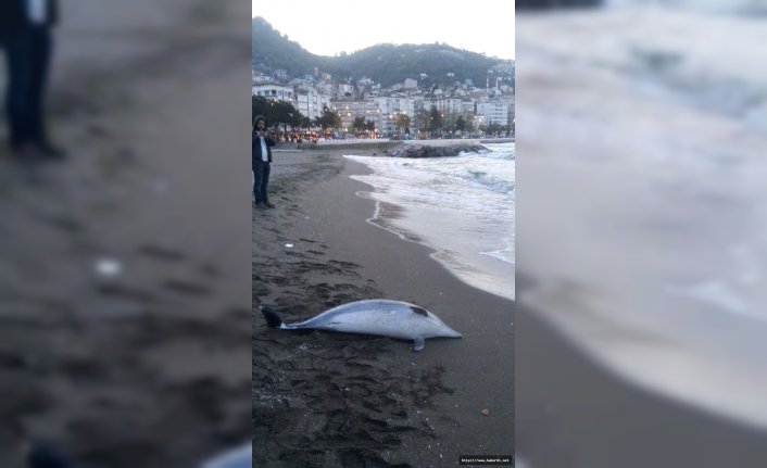 Karadeniz'de yunuslar gırgır ağı kurbanı