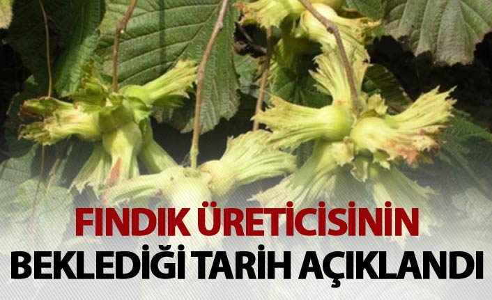 Fındık üreticisinin beklediği tarih açıklandı