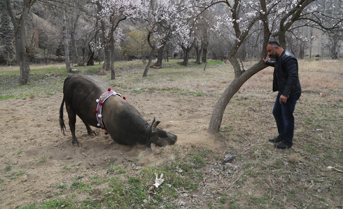 Boğalarla dans eden adam