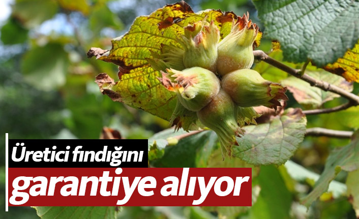 Üretici fındığını garantiye aldı