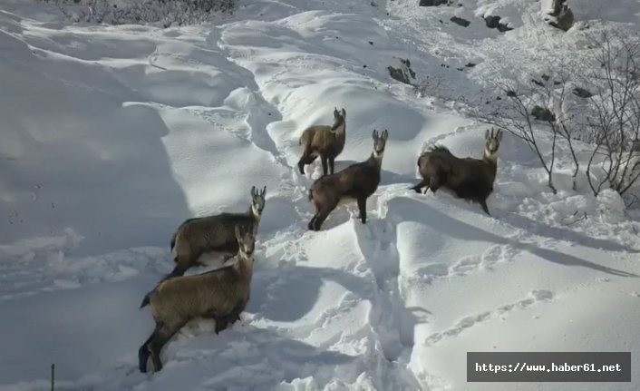 Yabani hayat görüntülendi