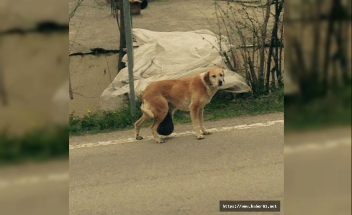 O köpek sağlığına kavuştu 