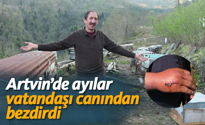 Artvin'in ayılar vatandaşı canından bezdirdi