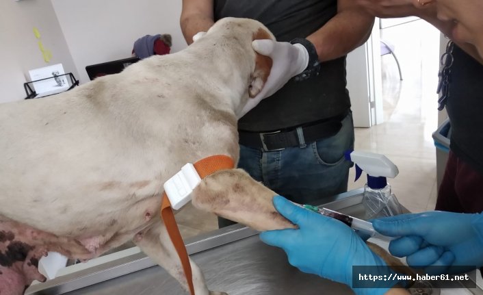 Yaralı köpekler için seferber oldular