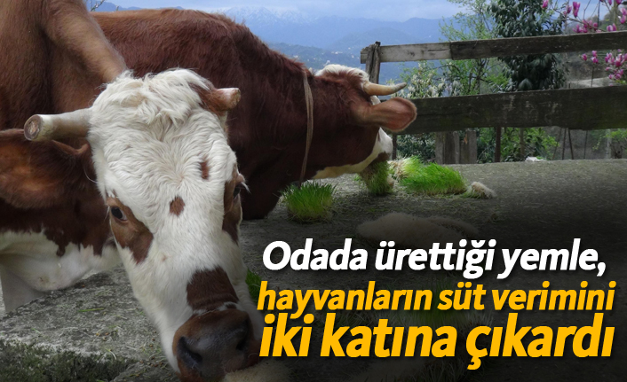 Odada ürettiği yemle, hayvanların süt verimini iki katına çıkardı