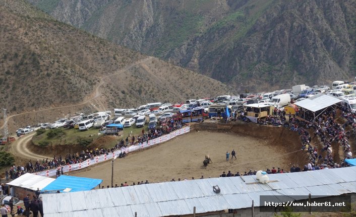 Artvin'de boğa güreşi festivali