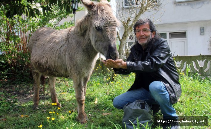 Belediye eşeğe sahip çıktı