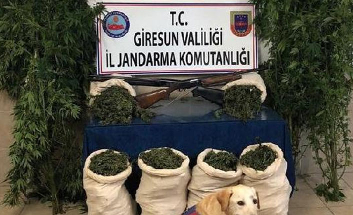 Giresun'da uyuşturucu operasyonları. 18 Nisan 2019