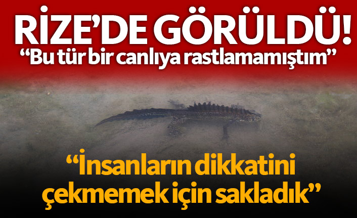 Rize'de görülen bu canlı herkesi şaşırttı!