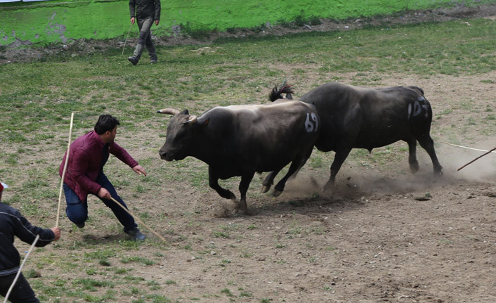 Artvin'de boğa güreşleri nefes kesti