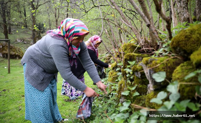 Isırgan otundan iplik yapıp çorap dokudular!